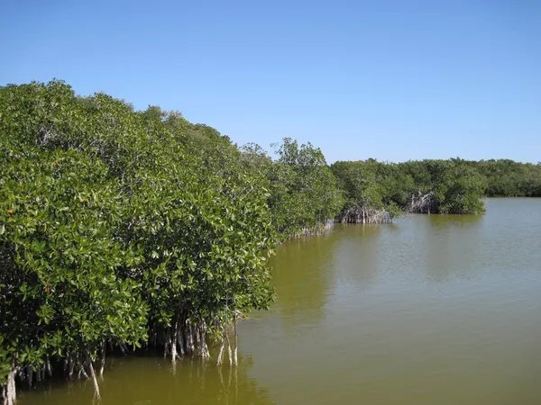 Selva de manguezal na américa central — Fotografia de Stock
