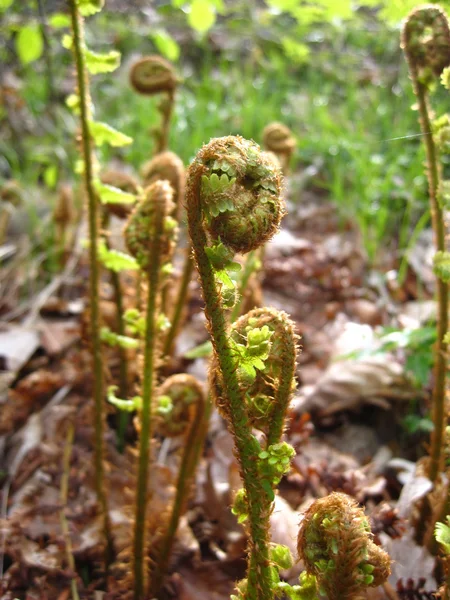 stock image Young fern