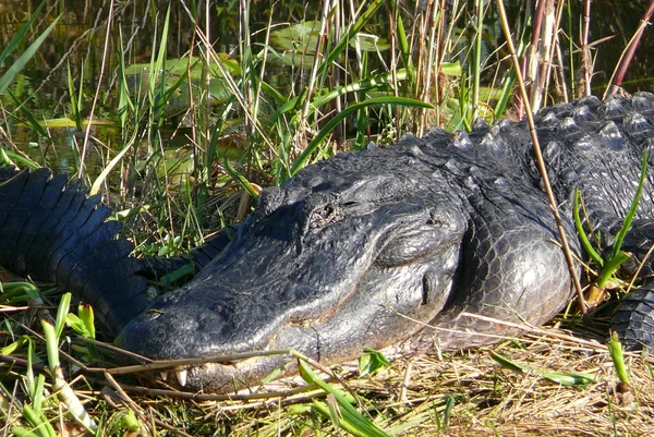 stock image Crocodile is sunbathing