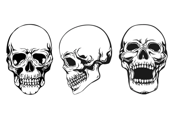 Skulls — Stock Vector