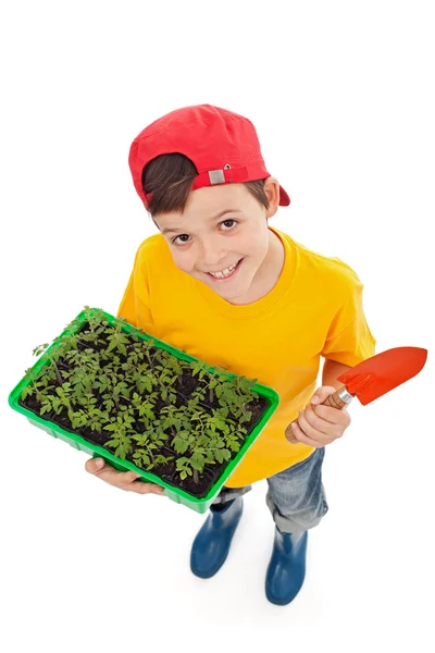 Glücklicher Junge bereit, Frühjahrssämlinge zu pflanzen — Stockfoto
