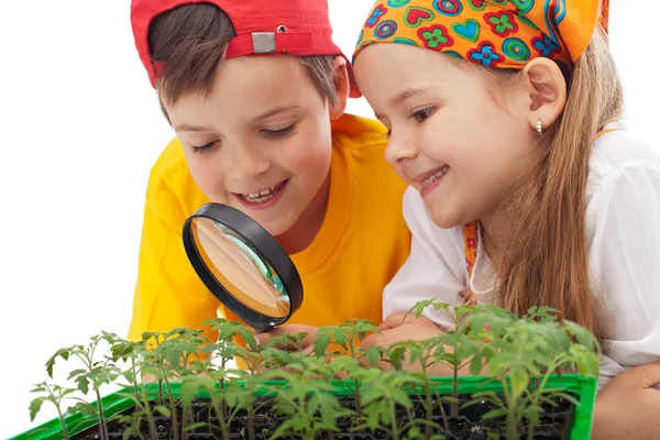 Kinder lernen, Lebensmittel anzubauen — Stockfoto