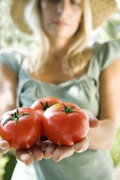 Čerstvých rajčat — Stock fotografie