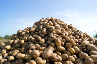 Pile of early potatoes was selected in the field of family farms clipart