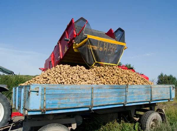 Recogida de patatas — Foto de Stock