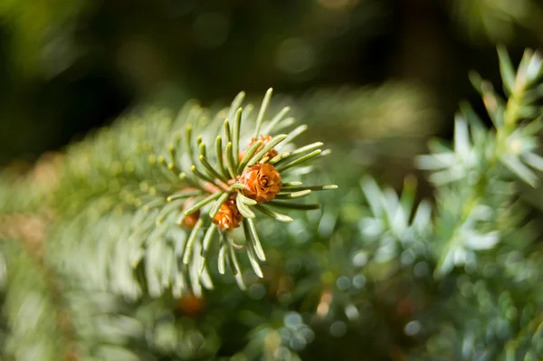 Detalle de cono pequeño en una rama con agujas — Foto de Stock
