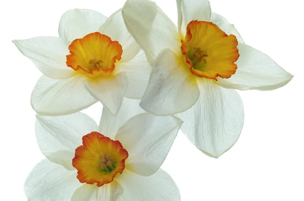 Flor de Daffodil — Fotografia de Stock