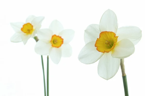 Narcissen bloem — Stockfoto