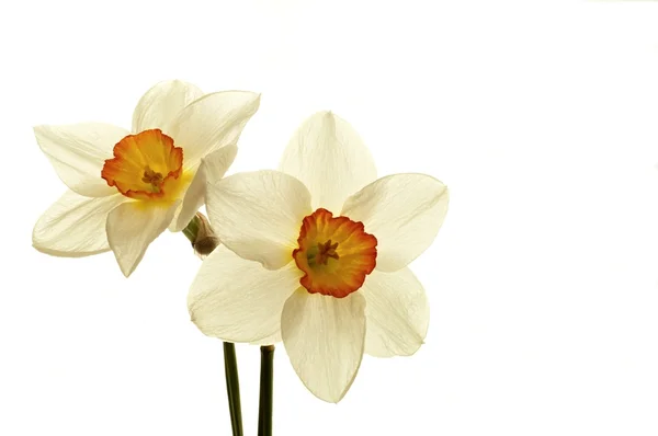 Narcissen bloem — Stockfoto