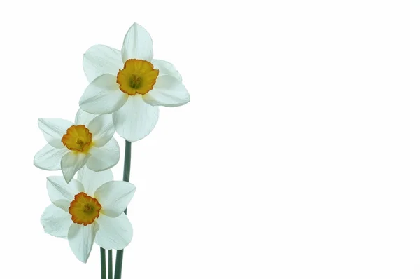 Květ narcisu — Stock fotografie