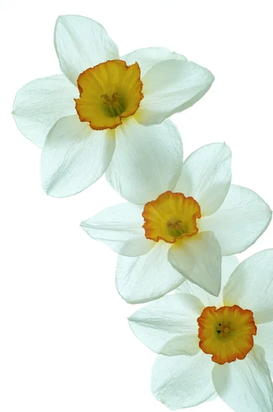 Kwiat żonkila — Zdjęcie stockowe