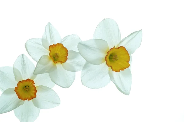 Flor de narciso —  Fotos de Stock