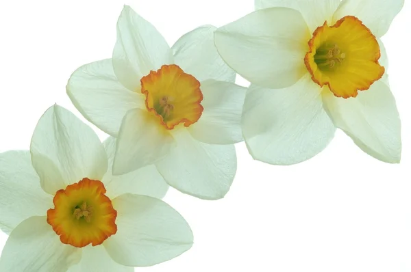 Блідо-жовтий колір квітка — стокове фото
