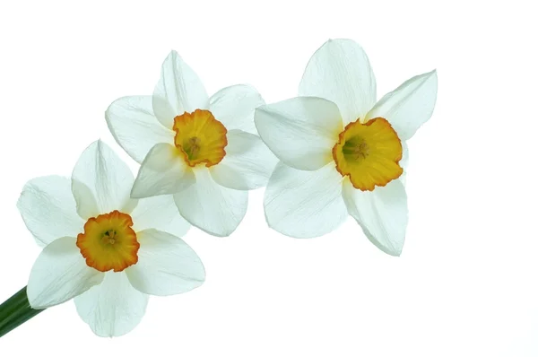 Narcissen bloem — Stockfoto