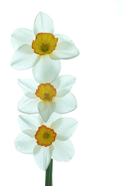 Блідо-жовтий колір квітка — стокове фото