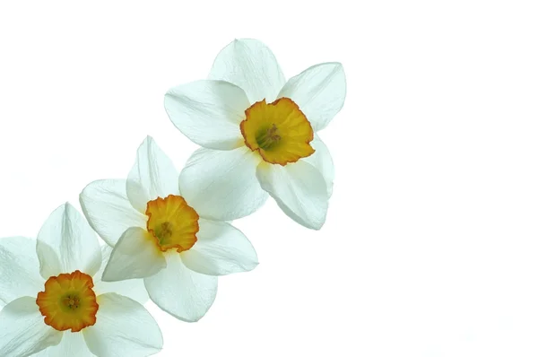 水仙の花 — ストック写真