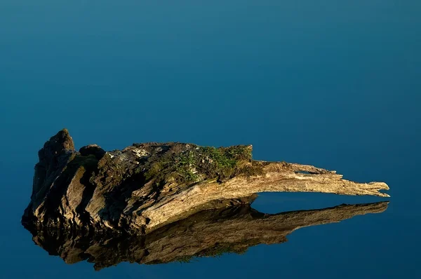 stock image Wood in the water