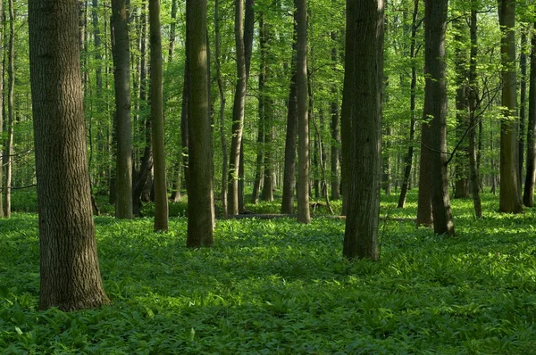 Bosque caducifolio de primavera — Foto de Stock