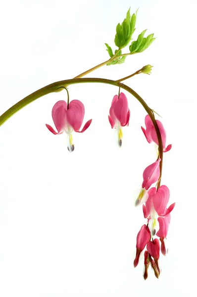 Dicentra çiçek