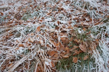 çimenlerin üzerinde hoarfrost