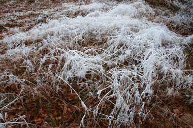 çimenlerin üzerinde hoarfrost