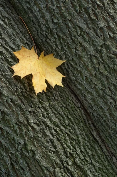 Leaf maple hout — Stockfoto