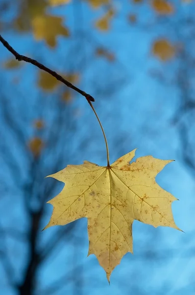 Leaf lönnträ — Stockfoto
