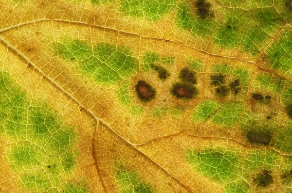 Leaf autumn — Stock Photo, Image