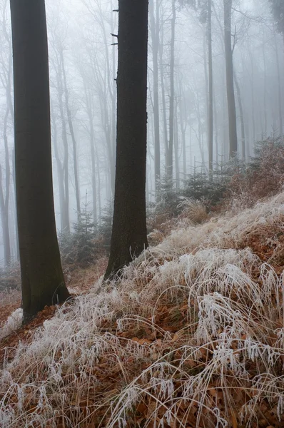 霧の森で — ストック写真