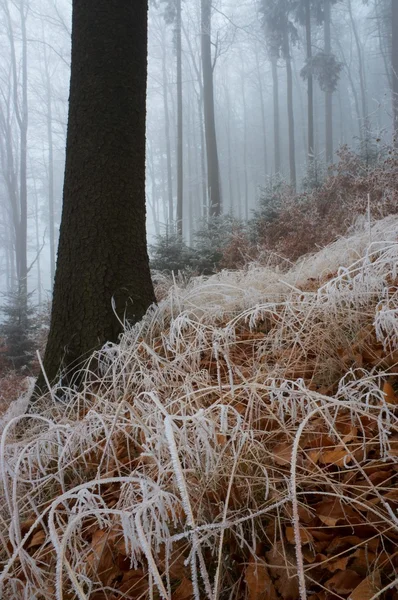 Ködös fa — Stock Fotó