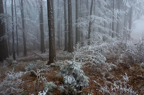 In pino gelido - legno — Foto Stock