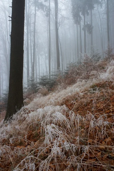 In mistige hout — Stockfoto