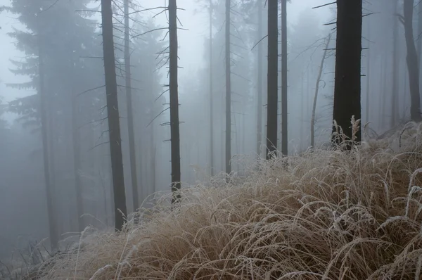 In ijzig pine - hout — Stockfoto