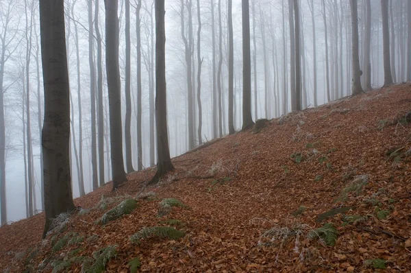 stock image In frosty beechwood