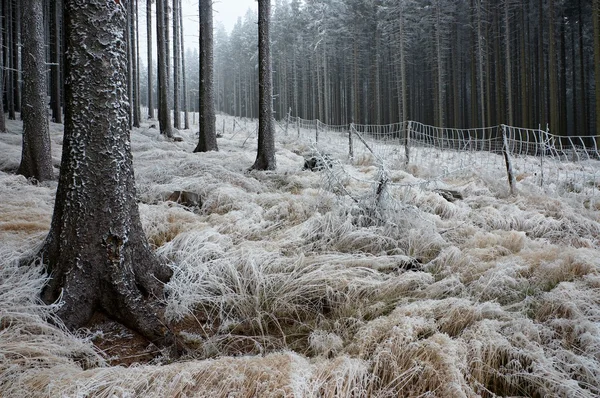 Em pinheiro gelado - madeira — Fotografia de Stock