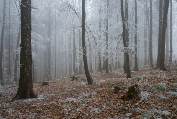Frostiga tall - trä — Stockfoto