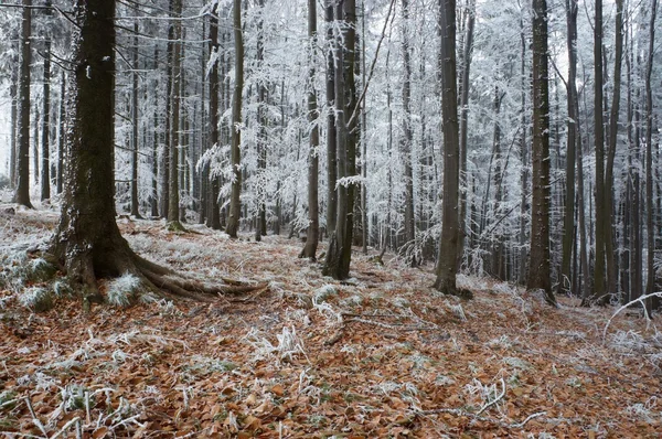 I frostiga pine - trä — Stockfoto