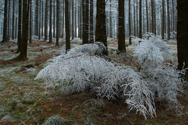 I frostiga pine - trä — Stockfoto