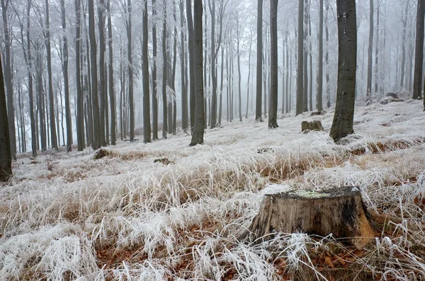 In frosty beechwood — Stock Photo, Image