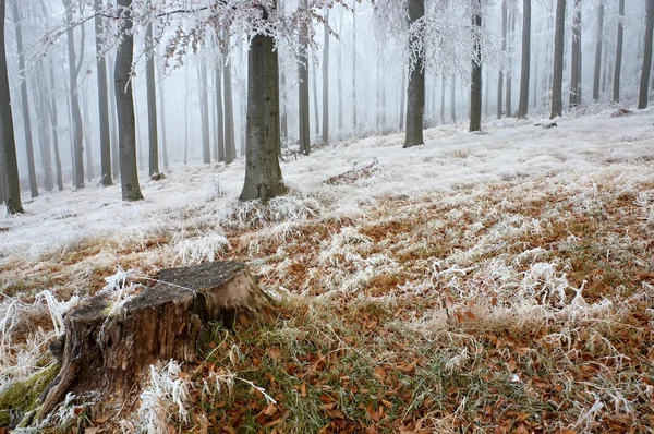 In frosty beechwood — Stock Photo, Image