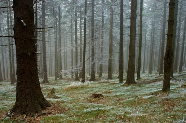 Frosty pine - wood — Stock Photo, Image