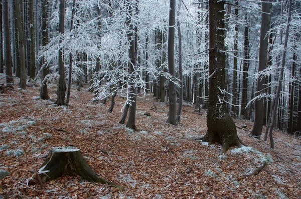 Frostiga tall - trä — Stockfoto