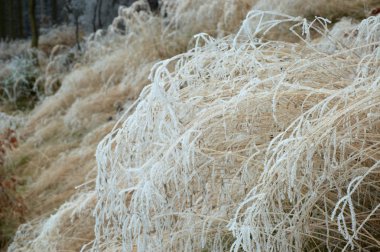 çimenlerin üzerinde hoarfrost