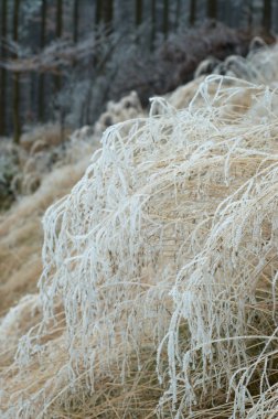 çimenlerin üzerinde hoarfrost