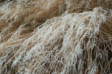 çimenlerin üzerinde hoarfrost