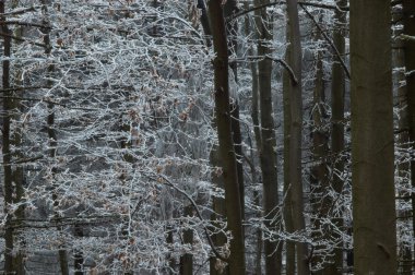 Tribes beech tree with branchs
