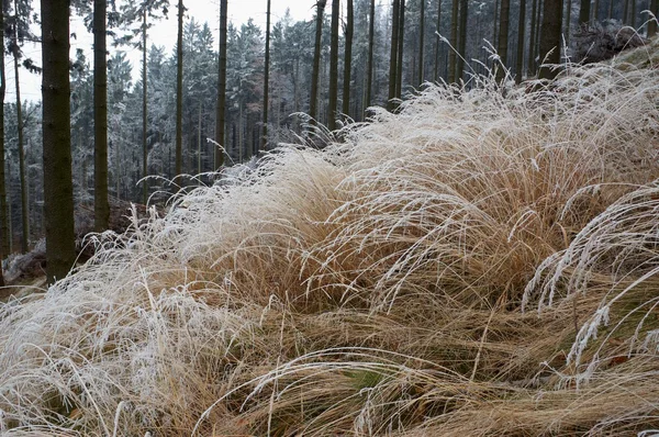 Hoarfrost en la hierba — Foto de Stock