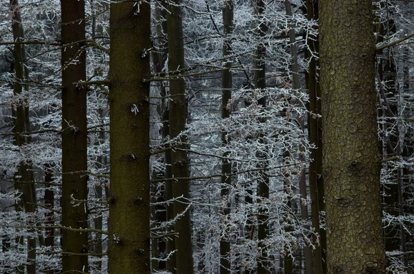 V mrazivém borovice - dřevo — Stock fotografie