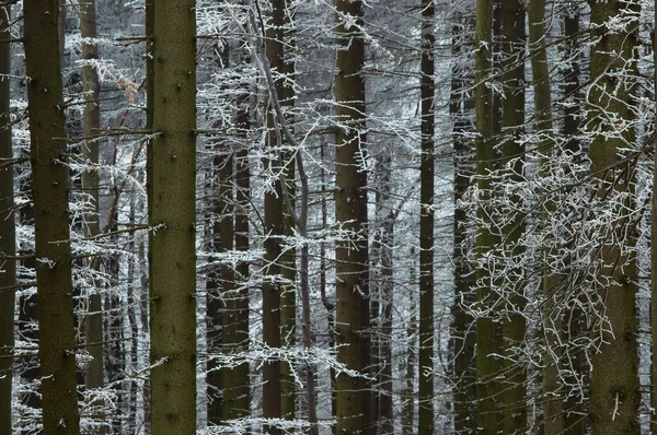У морозній сосні - деревині — стокове фото