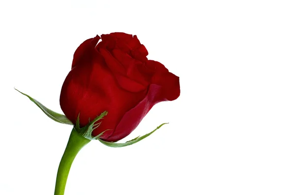 붉은 장미 — 스톡 사진